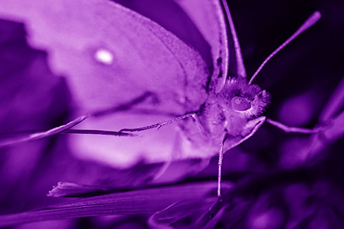 Cloudless Sulphur Butterfly Taking Stance (Purple Shade)