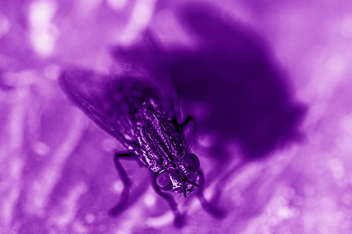 Cluster Fly Casting Shadow Among Sunlight (Purple Shade Photo)