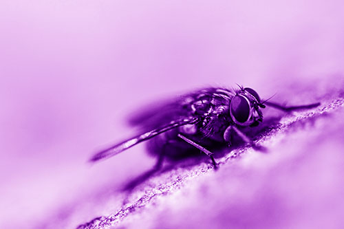Cluster Fly Perched Among Rock Surface (Purple Shade Photo)