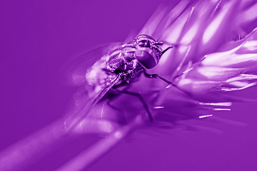 Cluster Fly Rests Atop Grass Blade (Purple Shade Photo)