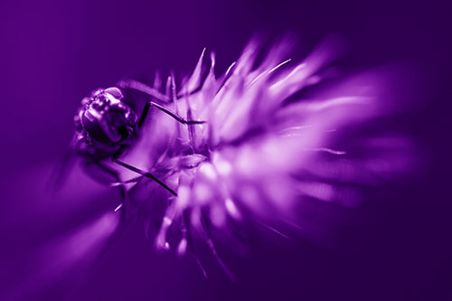Cluster Fly Rides Plant Top Among Wind (Purple Shade Photo)