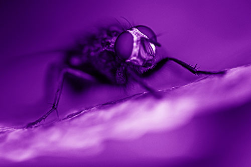 Cluster Fly Standing Atop Dead Sloping Autumn Leaf (Purple Shade Photo)