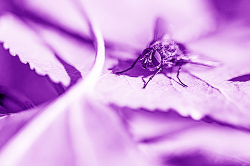 Cluster Fly Standing Atop Stacked Intersecting Leaves (Purple Shade)