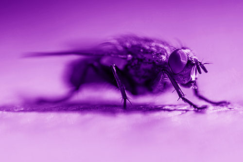 Cluster Fly Stands Among Sunshine (Purple Shade Photo)