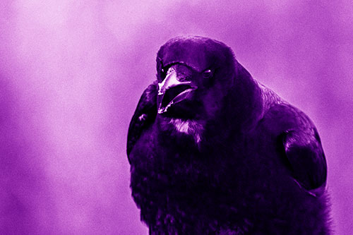 Cold Snow Beak Crow Cawing (Purple Shade Photo)