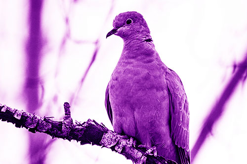 Collared Dove Perched Atop Peeling Tree Branch (Purple Shade Photo)
