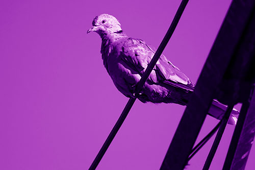 Collared Dove Perched Atop Wire (Purple Shade Photo)
