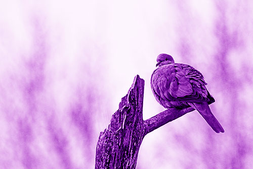 Collared Dove Sitting Atop Broken Tree (Purple Shade)