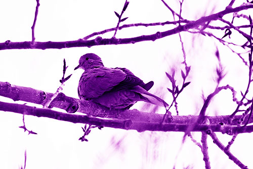 Collared Dove Sitting Atop Tree Branch (Purple Shade Photo)