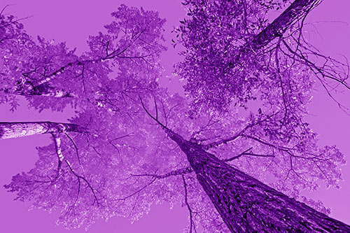 Colorful Towering Autumn Trees Among Clear Sky (Purple Shade)