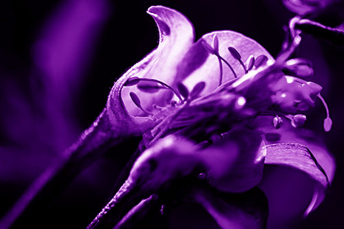 Columbine Flower Face Embracing Sunlight (Purple Shade)