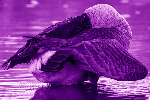 Contorting Canadian Goose Playing Peekaboo (Purple Shade Photo)