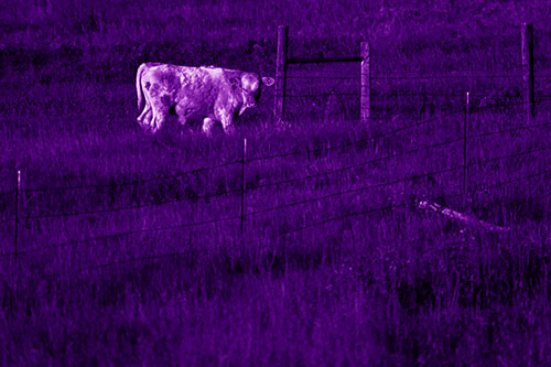 Cow Glances Sideways Beside Barbed Wire Fence (Purple Shade Photo)