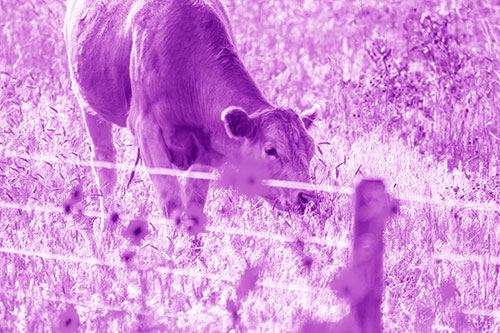 Cow Snacking On Grass Behind Fence (Purple Shade Photo)