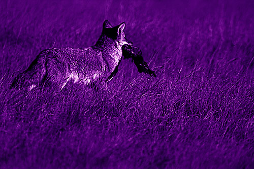 Coyote Heads Towards Forest Carrying Dead Animal Carcass (Purple Shade Photo)