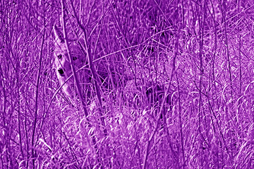 Coyote Makes Eye Contact Among Tall Grass (Purple Shade Photo)