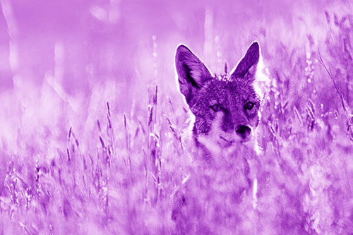 Coyote Peeking Head Above Feather Reed Grass (Purple Shade Photo)