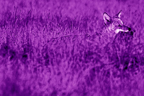 Coyote Running Through Tall Grass (Purple Shade Photo)