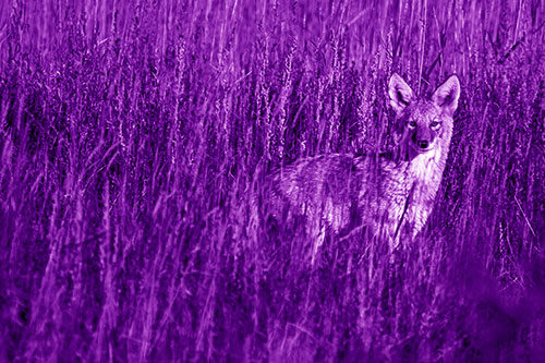Coyote Watches Among Feather Reed Grass (Purple Shade Photo)