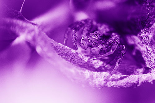 Crab Spider Cowers Among Leaf Petal (Purple Shade)