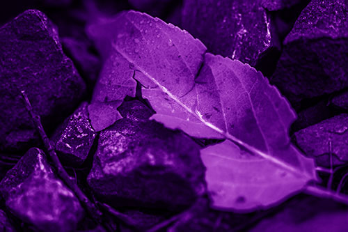 Cracked Soggy Leaf Face Rests Among Rocks (Purple Shade Photo)