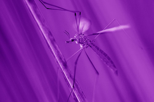 Crane Fly Clinging Ahold To Grass Blade (Purple Shade)