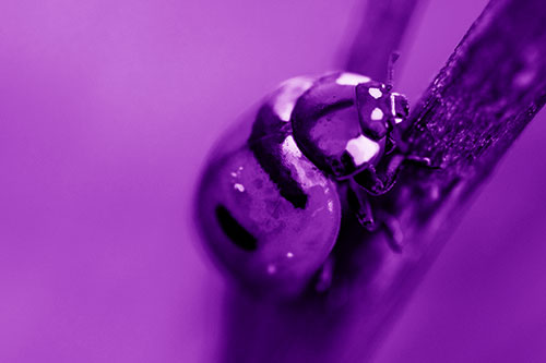 Crawling Ladybug Climbing Up Plant Stem (Purple Shade Photo)