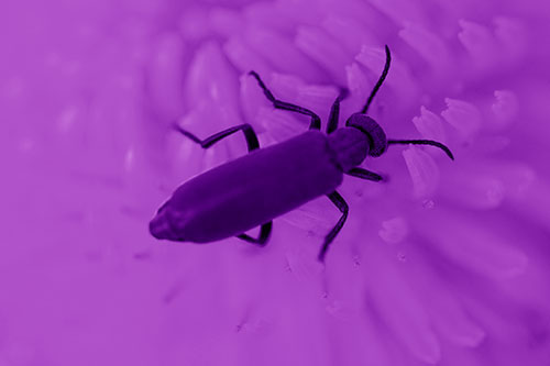Crawling Oedemera Beetle Searching Atop Dandelion (Purple Shade)