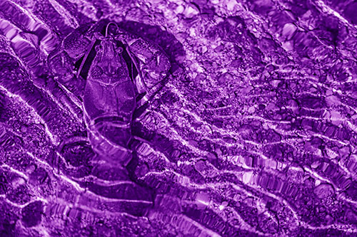 Crayfish Holds Onto Riverbed Floor Among Rippling Water (Purple Shade Photo)