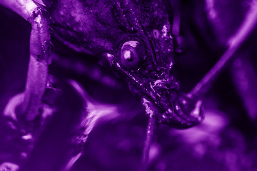Crayfish Standing Above Flowing Water (Purple Shade Photo)