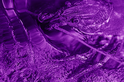 Crayfish Swims Against Rippling Water (Purple Shade Photo)
