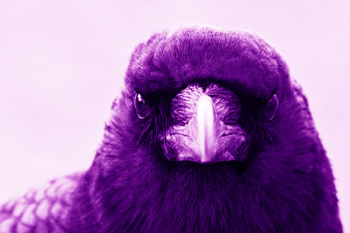 Creepy Close Eye Contact With A Crow (Purple Shade Photo)