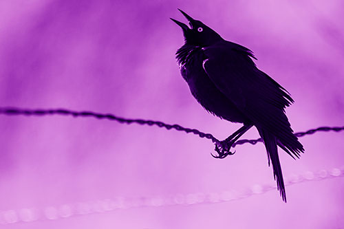 Croaking Grackle Balances Atop Fence Wire (Purple Shade Photo)
