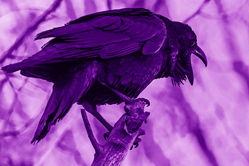 Croaking Raven Perched Atop Broken Tree Branch (Purple Shade Photo)