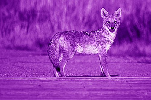 Crossing Coyote Glares Across Bridge Walkway (Purple Shade Photo)