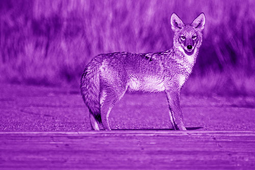 Crossing Coyote Glares Across Bridge Walkway (Purple Shade)