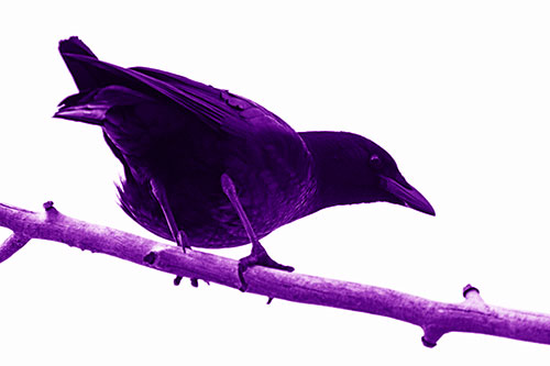 Crouching Crow Peeking Below Thick Tree Branch (Purple Shade Photo)