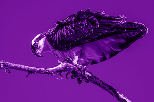 Crouching Osprey Hawk Looking Below Shredded Tree Branch (Purple Shade)