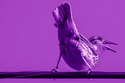 Crouching Western Meadowlark Singing Towards Sunlight (Purple Shade)