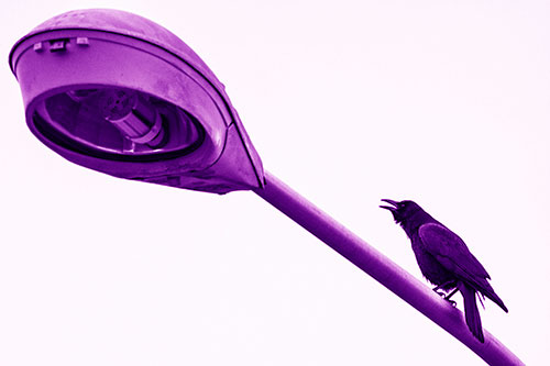 Crow Cawing Atop Sloping Light Pole (Purple Shade Photo)