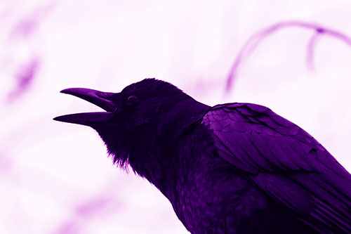 Crow Cawing Into Fog Filled Sky (Purple Shade Photo)