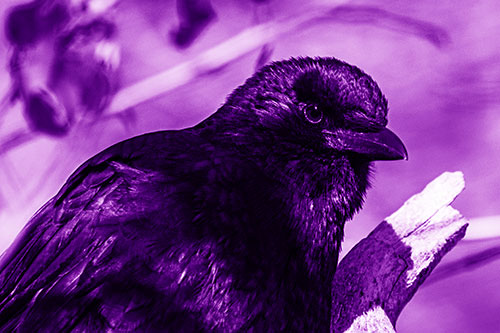 Crow Enjoys Sunshine Atop Broken Tree Branch (Purple Shade)