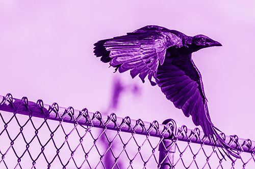 Crow Flying Over Chain Link Fence (Purple Shade)