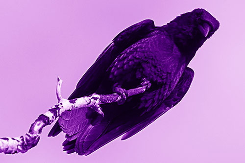 Crow Glancing Downward Atop Decaying Tree Branch (Purple Shade Photo)