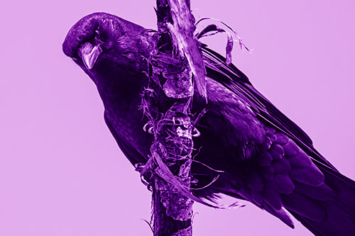 Crow Glaring Downward Atop Peeling Tree Branch (Purple Shade Photo)