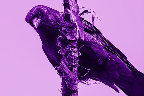 Crow Glaring Downward Atop Peeling Tree Branch (Purple Shade)