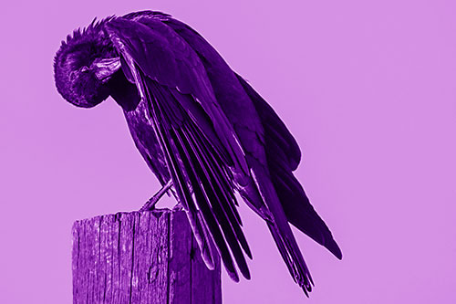 Crow Grooming Wing Atop Wooden Post (Purple Shade Photo)