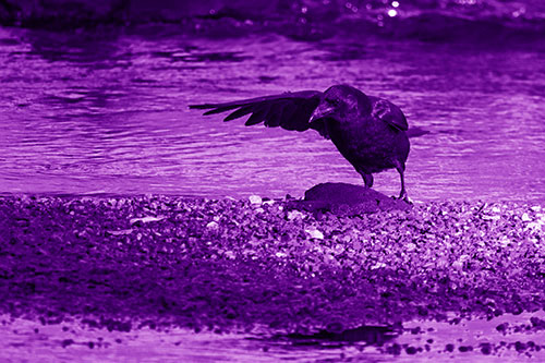 Crow Pointing Upstream Using Wing (Purple Shade Photo)