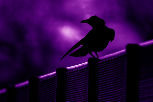 Crow Silhouette Atop Guardrail (Purple Shade Photo)