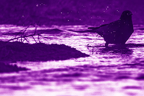 Crow Splashing River Water (Purple Shade Photo)